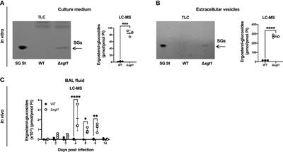 Cryptococcus neoformans Δsgl1 Vaccination Requires Either CD4+ or CD8+ T Cells for Complete Host Protection